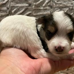 Companion Cross and Morkie Puppies from Little Wigglebottoms