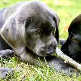 Dilute Retrievers and Labrador Retrievers from Labs Of The Lake