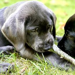 Dilute Retrievers and Labrador Retrievers from Labs Of The Lake