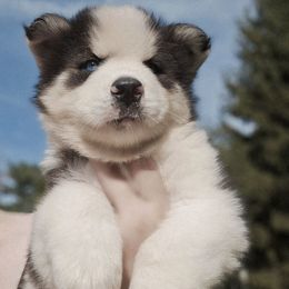 Derecho - Black and white male Siberian Husky puppy in Urbana, Ohio from Fairhaven's Siberian Huskies