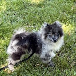 Waylon ( Jennings ) - Blue merle male Pomeranian puppy in Jackson, New Jersey from Peapod Pomeranians
