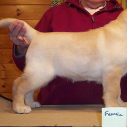 Labrador Retriever Puppies from Cecilie Drege