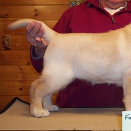 Labrador Retriever Puppies from Cecilie Drege
