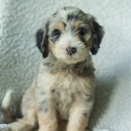 Girl 4 - female Australian Mountain Doodle puppy in Travelers Rest, South Carolina from Upstate Aussie Mountain Doodles