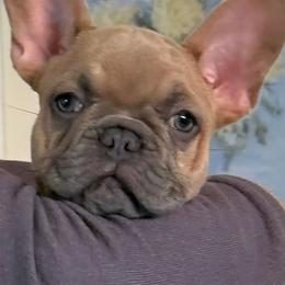 Lilac Fawn Chicken Nugget - Fawn female French Bulldog puppy in Corona, California from Whimsical Farms Labrador Retrievers