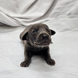 Max - Blue male Italian Greyhound puppy in Newalla, Oklahoma from Heartland Iggys