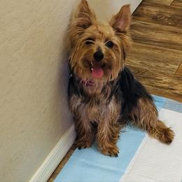 Missy - Yorkshire Terrier