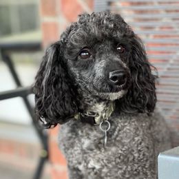 Chip - Poodle