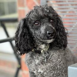 Chip - Poodle