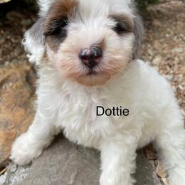 Dottie - Cream female Aussiedoodle puppy in Lebanon, Missouri from Cobbs Creek Canines
