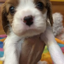 Boy 2 - Blenheim male Cavalier King Charles Spaniel puppy in Jacksonville, Florida from Lori Van Doorn's Cavalier King Charles Spaniel