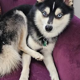 Stetson - Pomsky