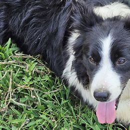 Border Collies from LacyLane's Border Collies