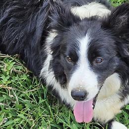 Border Collies from LacyLane's Border Collies