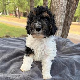 Copper - Black male Poodle puppy in Clarkston, Washington from Doodle & Poodle Palace