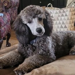Poodles from Summer Shadows Canines