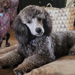 Poodles from Summer Shadows Canines