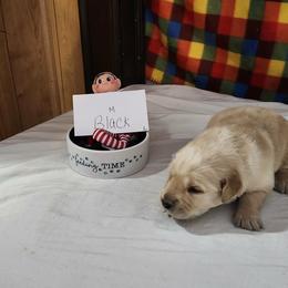 Boy 1 - Golden male Golden Retriever puppy in Grant, Michigan from Precious Kennel Retrievers