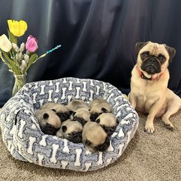 Pug Puppies from Cameo's Pugs