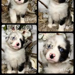 #5 BBMF - Blue merle Australian Shepherd puppy in Huntington, Texas from JKKJ Farms