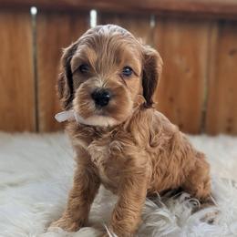 Honey - Red and white female Cockapoo puppy in Salt Lake City, Utah from Utah Cocker Spaniels
