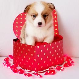 American Corgi and Pembroke Welsh Corgi Puppies from Whimsical Treasure Corgis