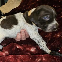 H - White and liver male German Shorthaired Pointer puppy in Glendive, Montana from Lazy Hearts Kennel