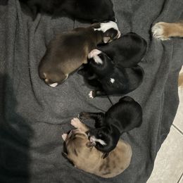 Australian Shepherd Puppies from KNRE Aussies