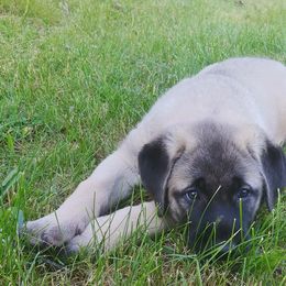 Anatolian Shepherd Dog Puppies from Mythos Anatolian Shepherds