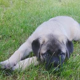 Anatolian Shepherd Dog Puppies from Mythos Anatolian Shepherds