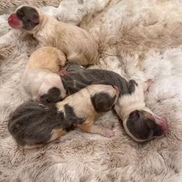 Bluie girl - Blue female Pembroke Welsh Corgi puppy in Grants Pass, Oregon from KnR Antler Dogs ~ Labrador Retrievers & Corgis