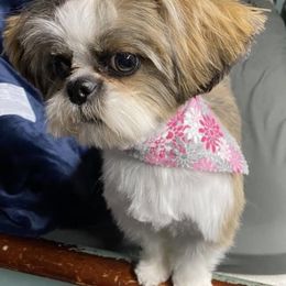 Shih Tzus from Sweet Cottage Shih Tzu