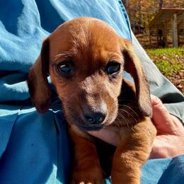 Rocket - Red male Dachshund puppy in Brave, Pennsylvania from Nataly Rinkhoff
