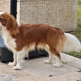 Finn - Cavalier King Charles Spaniel