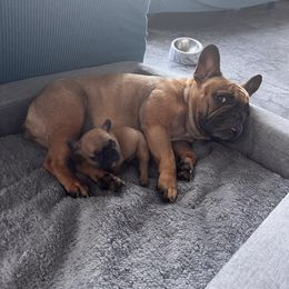 French Bulldog Puppies from Rockstar Kennel