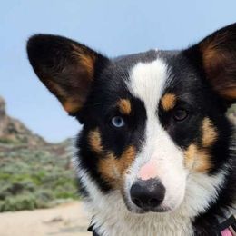 Midna - Pembroke Welsh Corgi