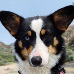 Midna - Pembroke Welsh Corgi