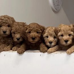 Goldendoodles and Golden Retrievers from Sweet English Doodles