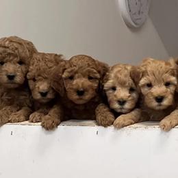 Goldendoodles and Golden Retrievers from Sweet English Doodles