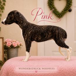 Pink girl - Black brindle female Whippet puppy in Menifee, California from Wonderstruck