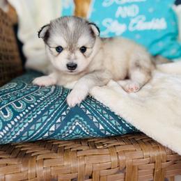 Ducky - Silver and white male Pomsky puppy in Yavapai County, Arizona from Pawsh Pomskies