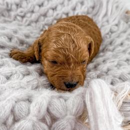 Sherpa - Apricot female Goldendoodle puppy in Jamestown, Kentucky from Milk & Honey Doodles
