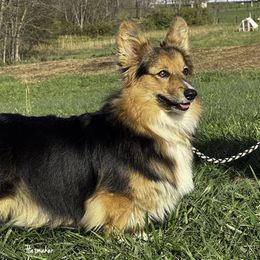 Sunny - Pembroke Welsh Corgi