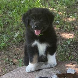 Rocket - Black & white male Australian Shepherd puppy in Harrah, Oklahoma from Kamm's Aussies