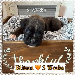 Blitzen - Brindle male Boxer puppy in Greenwell Springs, Louisiana from Bayou Boxer Haus - Baton Rouge Boxers