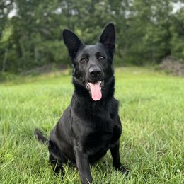 Remi - German Shepherd