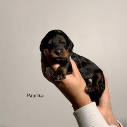 Paprika - Phantom female Bernedoodle puppy in Pennsylvania from Bells Bernedoodles