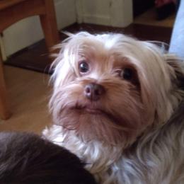Monkey - Yorkshire Terrier