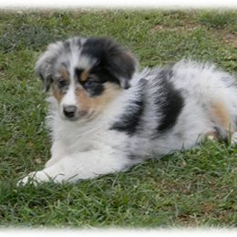 Australian Shepherd Puppies from Gypsy's Charm Australian Shepherds