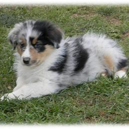 Australian Shepherd Puppies from Gypsy's Charm Australian Shepherds